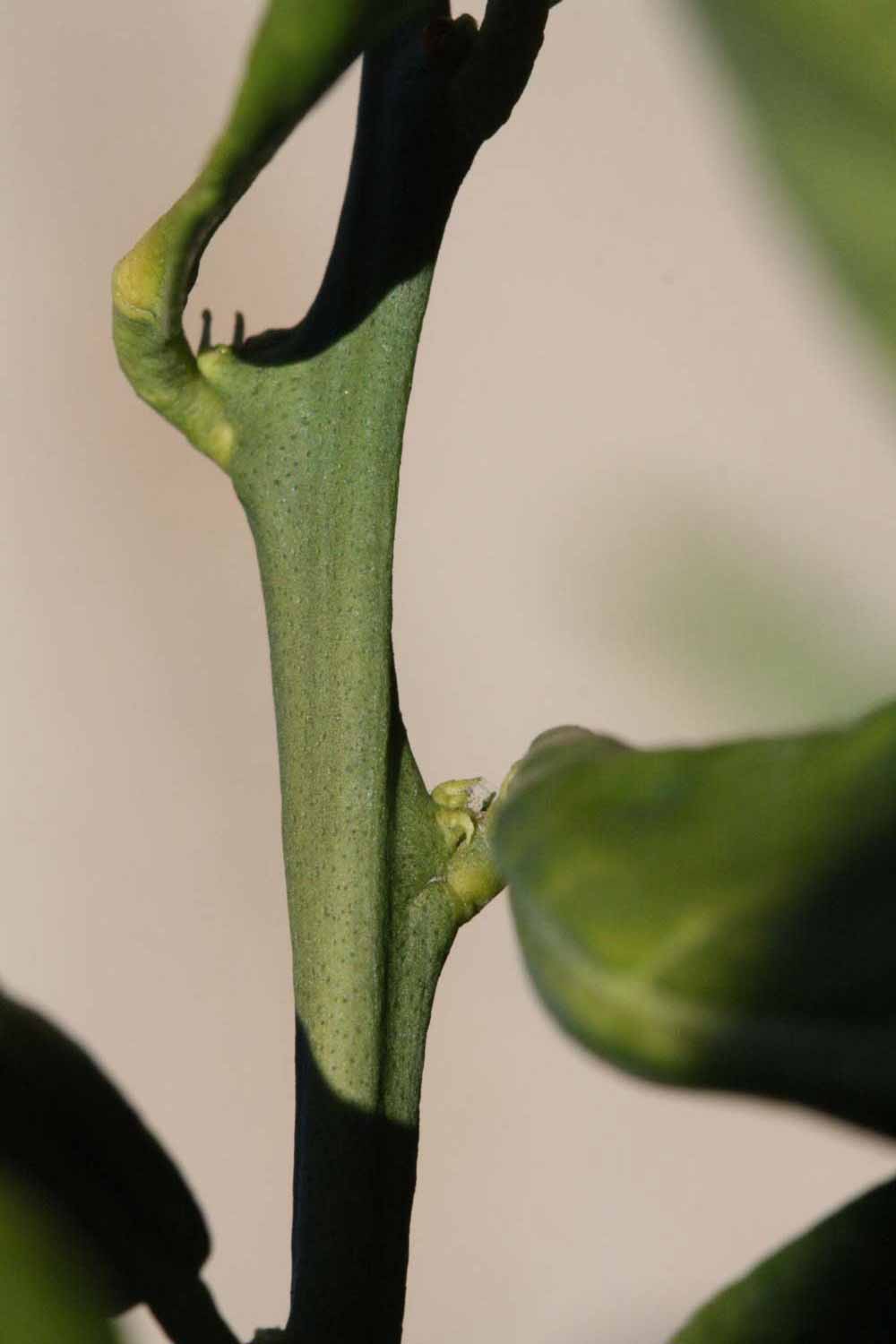              First year twig (Riverside, CA)       